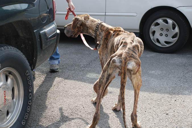 0409 Great dane 2