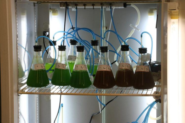 Freshwater mussel populations have seen rapid declines in some rivers