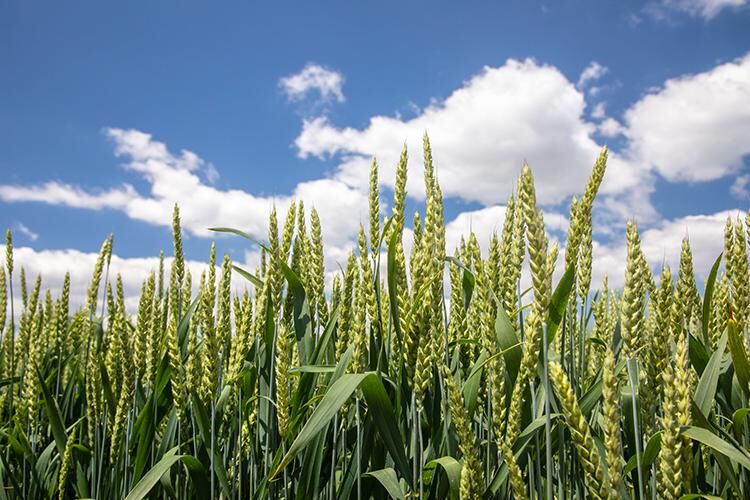 UK scientists to host interactive virtual wheat meeting - Vimarsana News