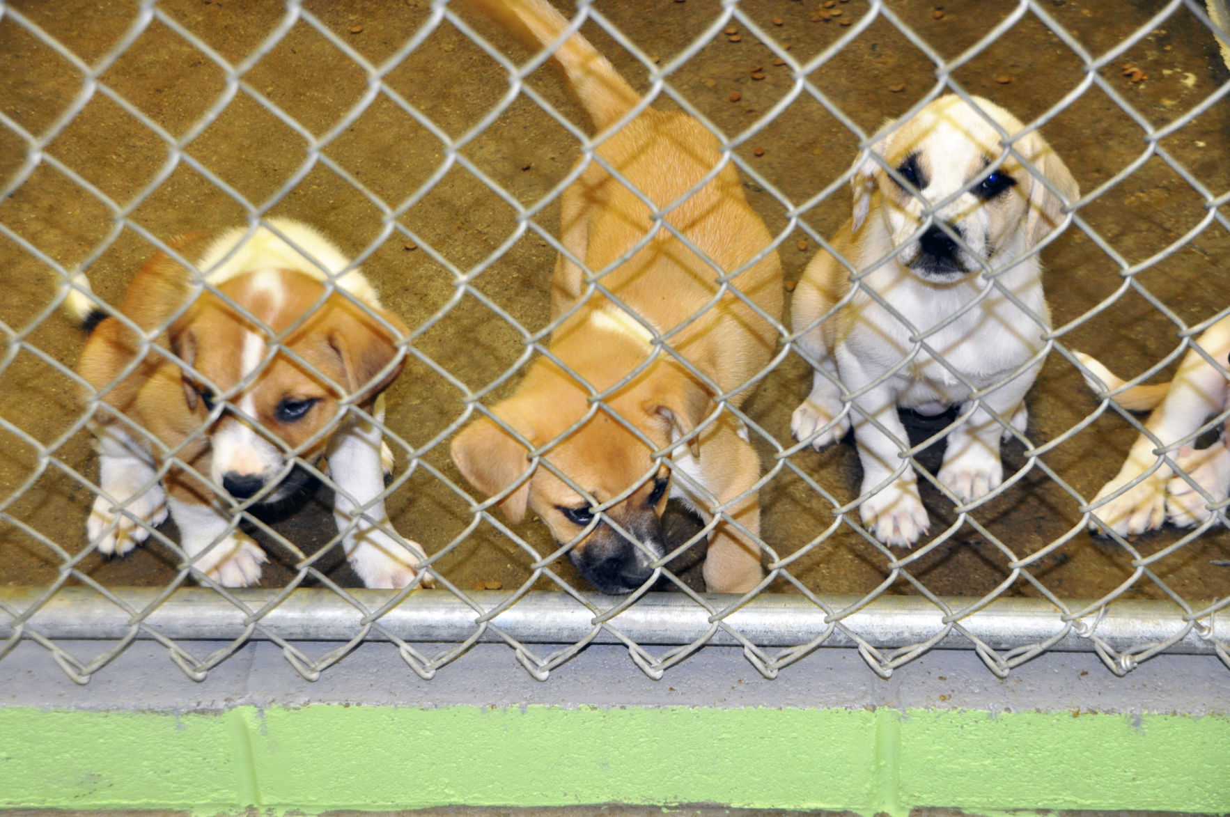 Knox store county shelter