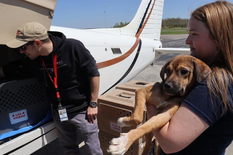 Volunteer pilots helping at-risk dogs | News | thetimestribune.com