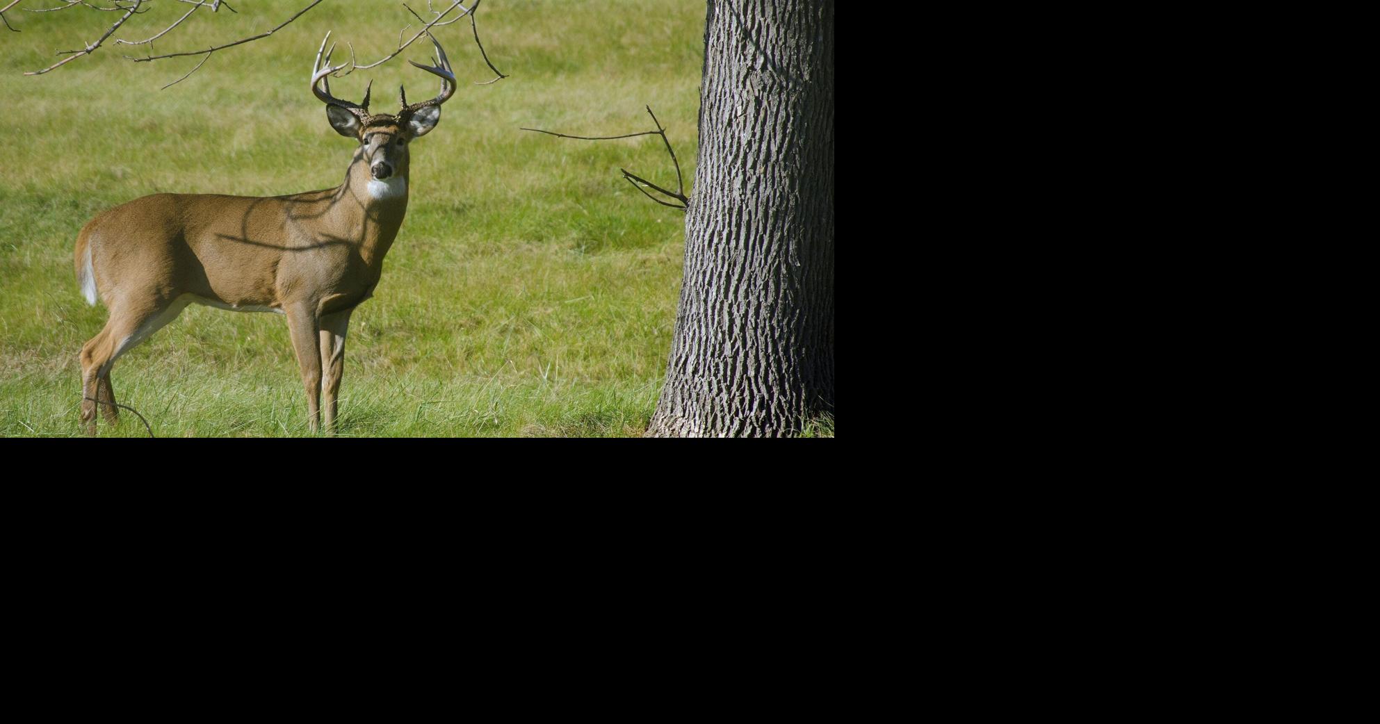 Kentucky Transportation annual 'Antler Alert' a reminder of fall driving hazard News