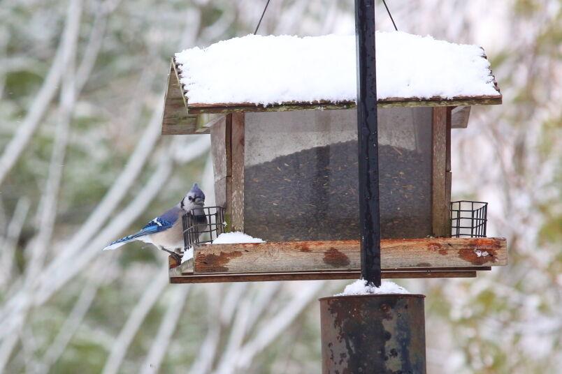 Keeping Bird Feeders Clean Reduces Risk Of Salmonella Outbreaks News Thetimestribune Com