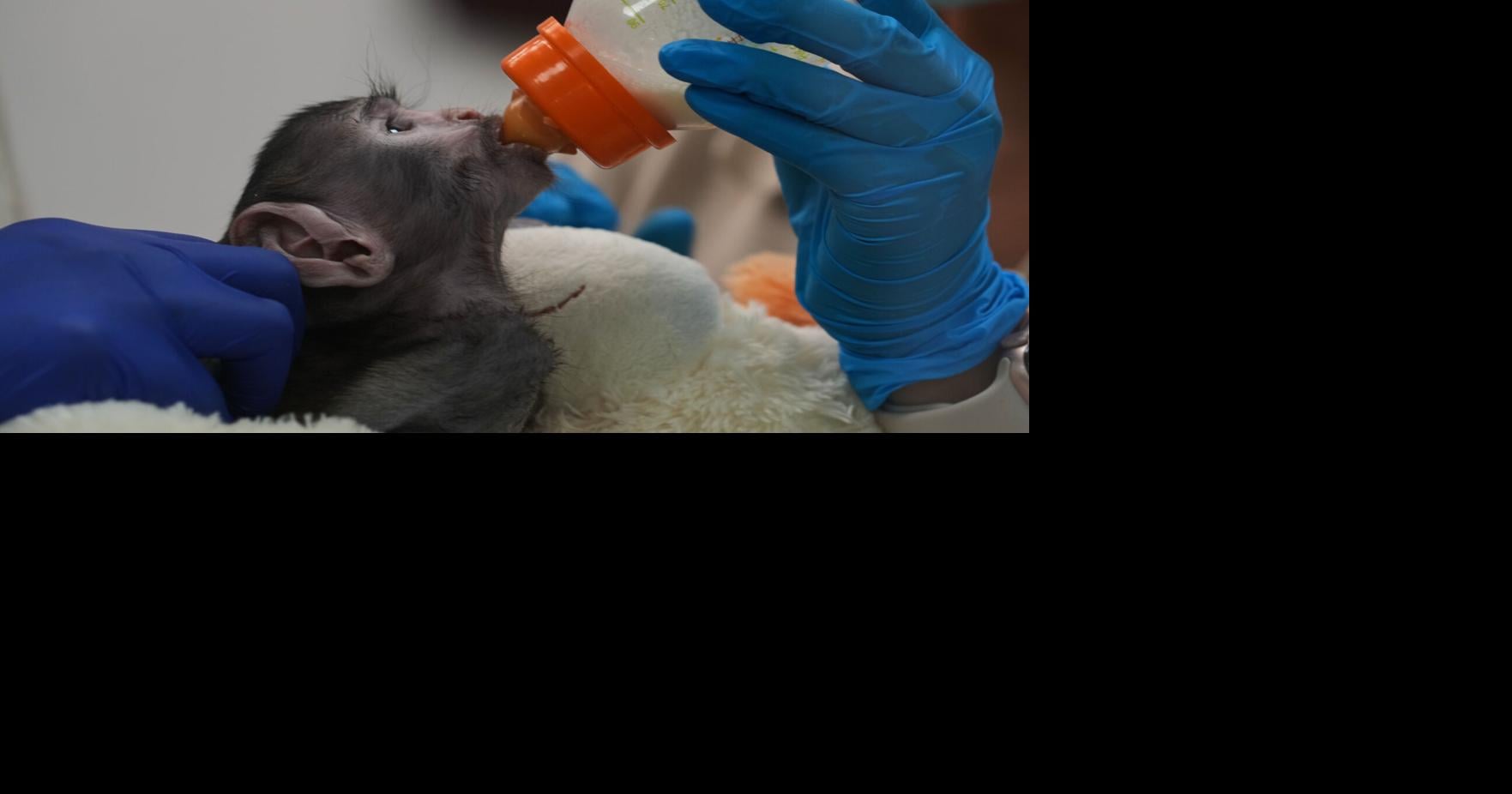 A monkey in Mexico, elections in Peru and other top photos from Latin America and the Caribbean