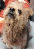 Are your pets protected against fleas and ticks