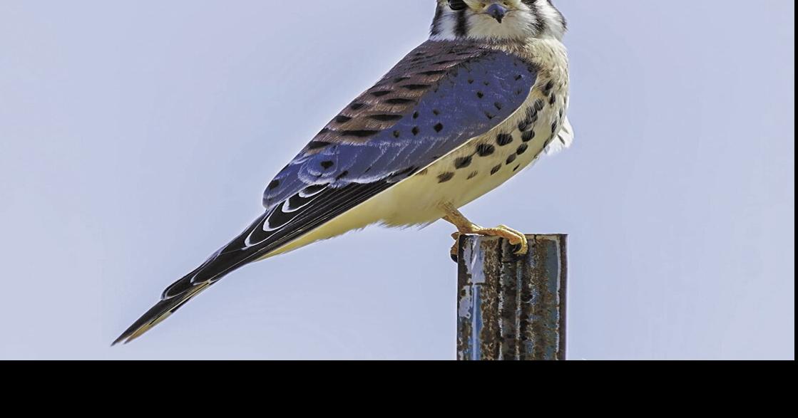 Watch for American kestrels in open areas, on roadsides | Features