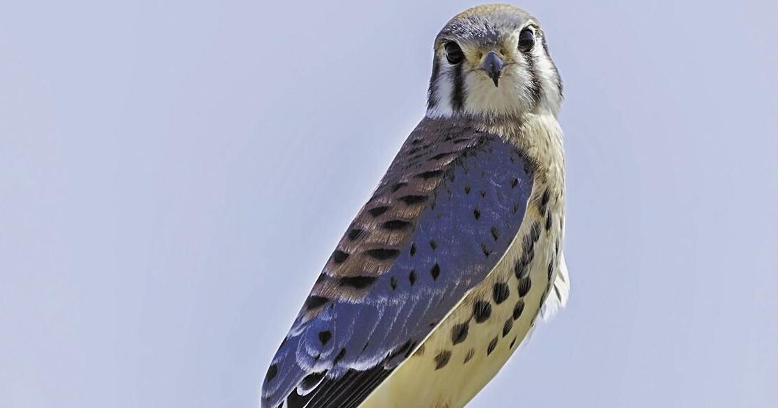 Watch for American kestrels in open areas, on roadsides | Features