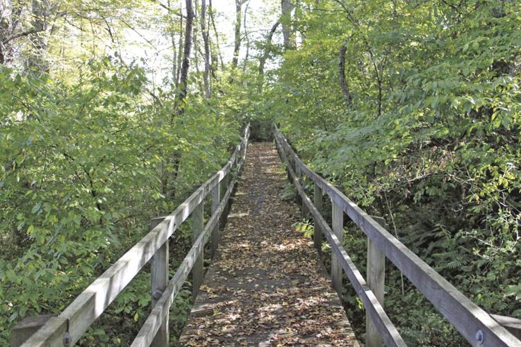 Shady Valley’s rare mountain wetlands News