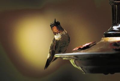 hummingbird-gc173bee39_1920