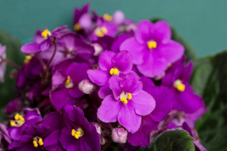 Gardening-African Violets
