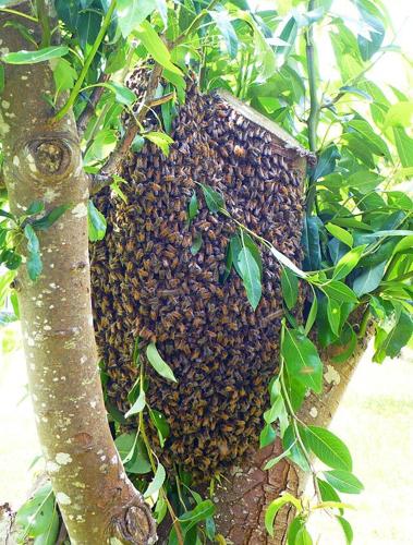 natural honey bee hives