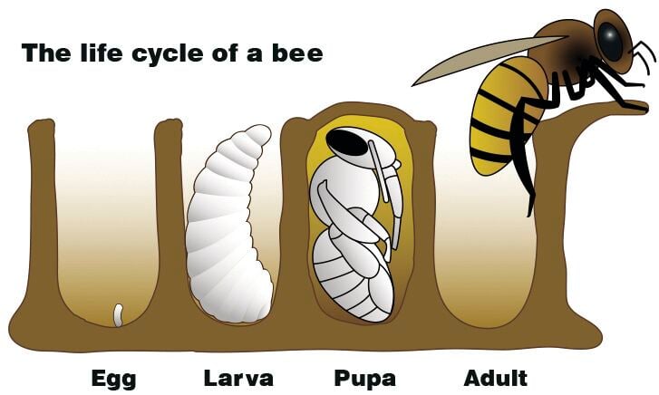 The Queen Bee: her birth, life and death