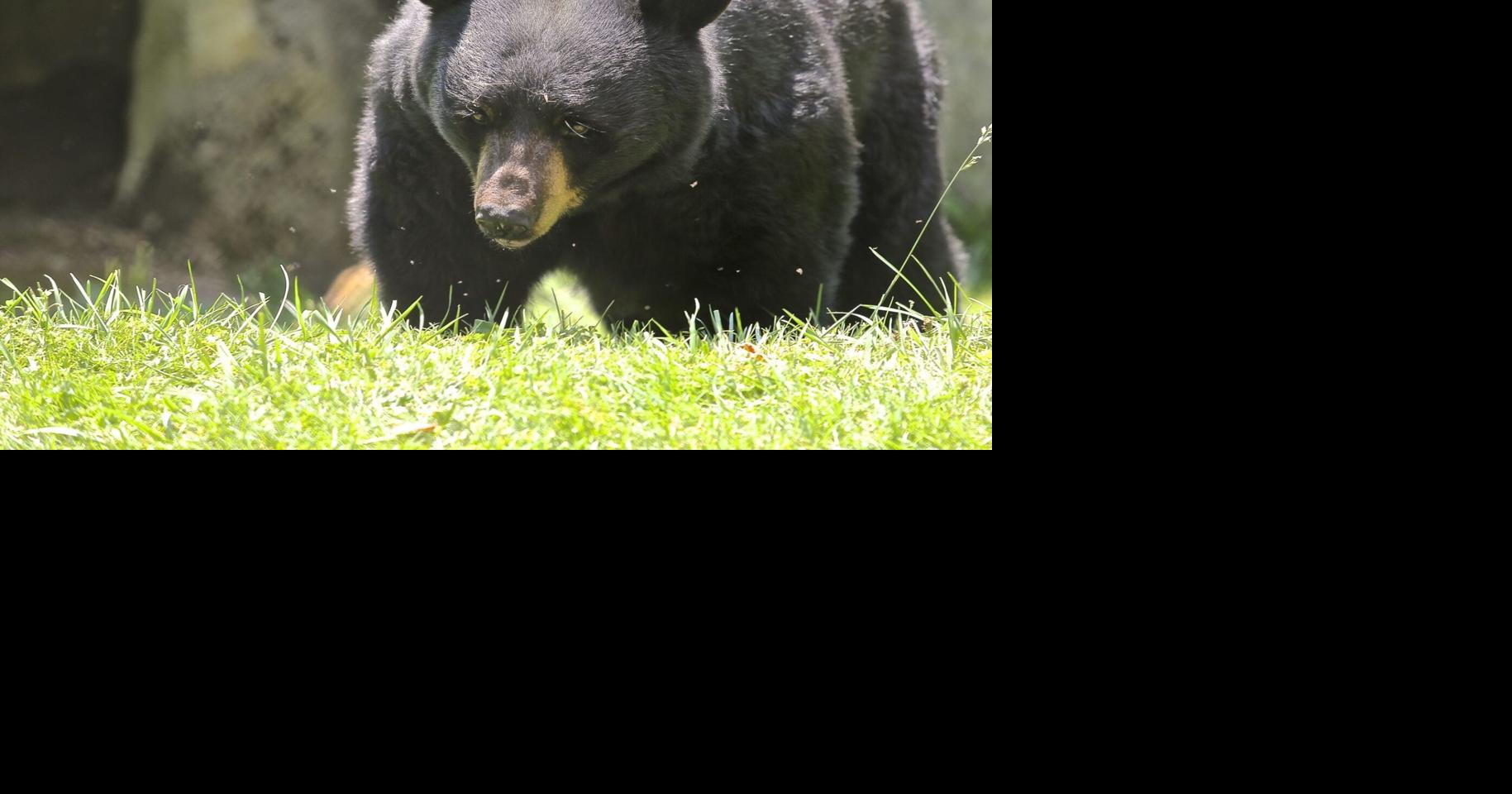 Sevierville Showdown: Elderly Man'S Shocking Bear Encounter! (Twra Report) - hgs6n1t