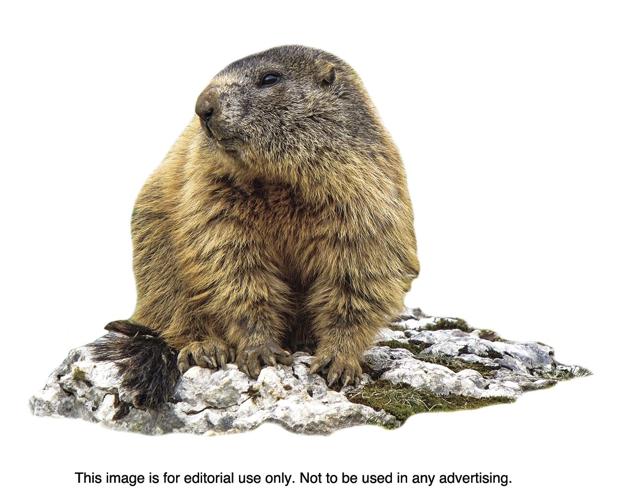 Groundhog