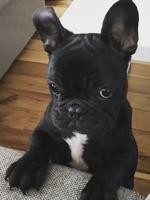 FRENCH BULL DOG PUPPIES AKC