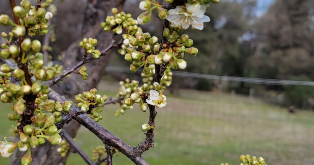Ann Wright: Signs of spring | Lifestyles