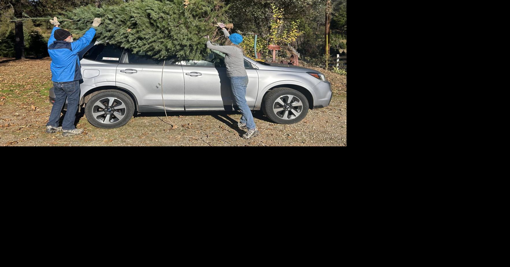 Local tree farmers welcome one and all to take home the perfect Christmas tree