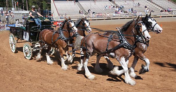 It’s a fare free ride on Nevada County Connects to the Draft Horse Classic