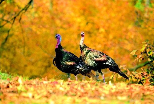 Gobbler Country Staff Picks: East Carolina - Gobbler Country