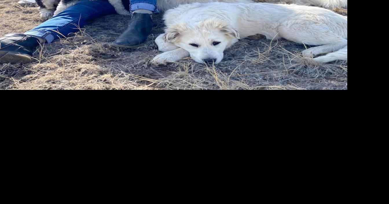 Lynn Hodson: More than Shelter: A call to do more for Nevada County’s animals