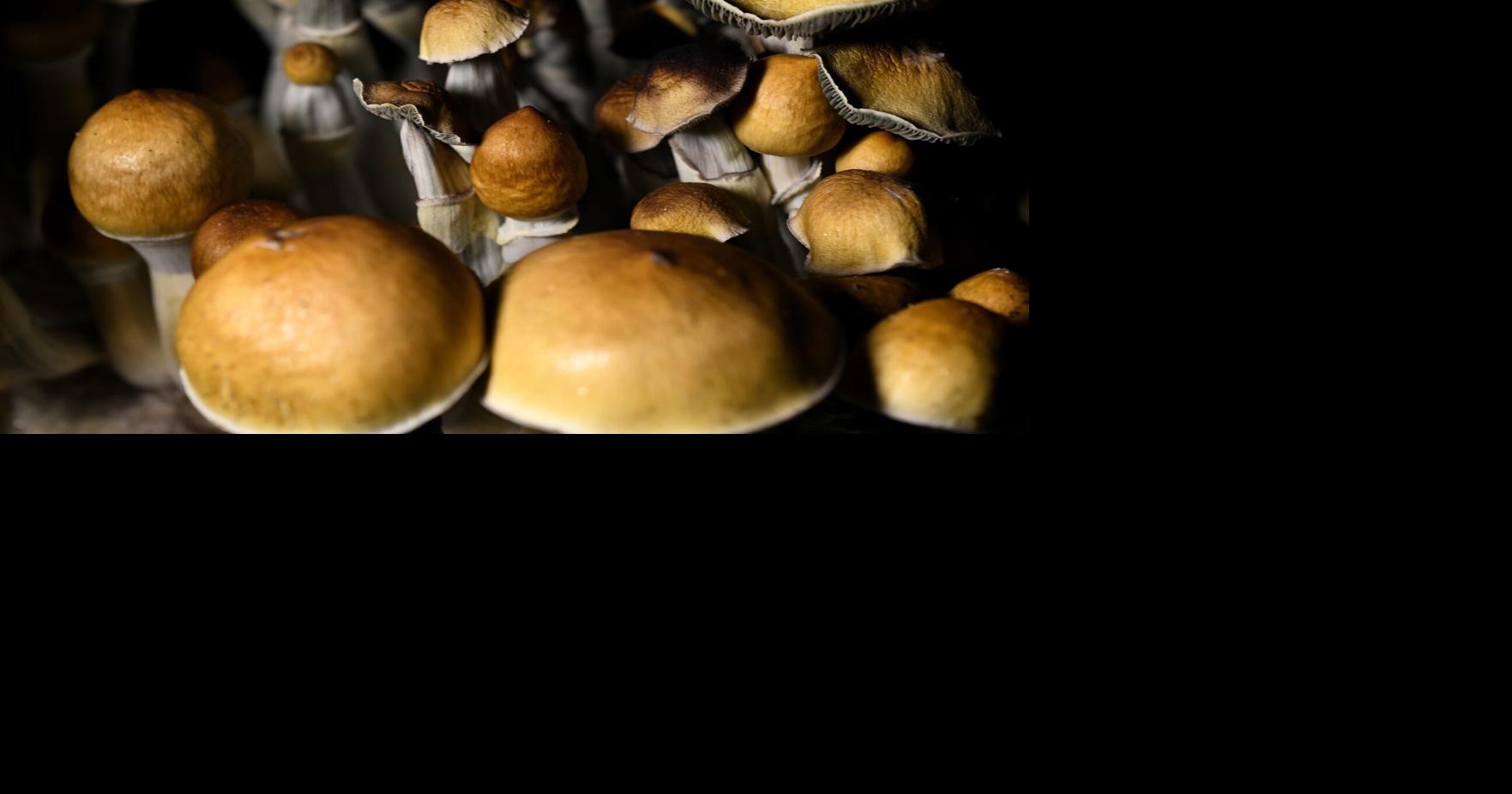 Psychedelic mushrooms to be considered as low-priority by law enforcement in Nevada City