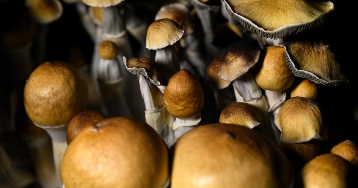 Psychedelic mushrooms to be considered as low-priority by law enforcement in Nevada City