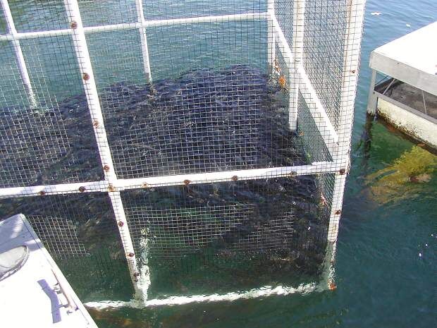 Inside the box: Pens full of rainbow trout placed at Englebright ...