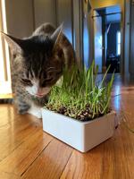 Melinda Myers: Keep your houseplants safe from cats