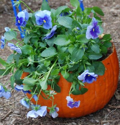 Melinda Myers: Creative ways to enjoy pansies this fall