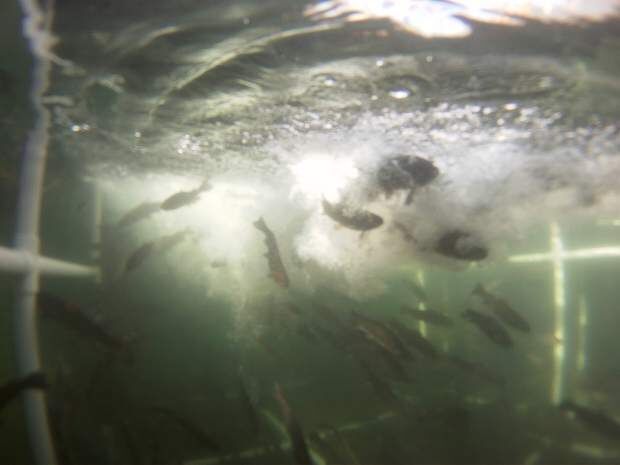 Inside the box: Pens full of rainbow trout placed at Englebright ...