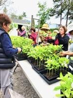 Ann Wright: Spring plant sale May 10 - Happy Mother’s Day!