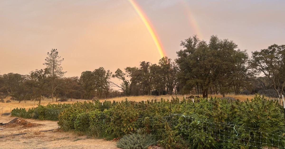 Nevada County cannabis award winners cite legacy farmers, climate, and community for success at State Fair