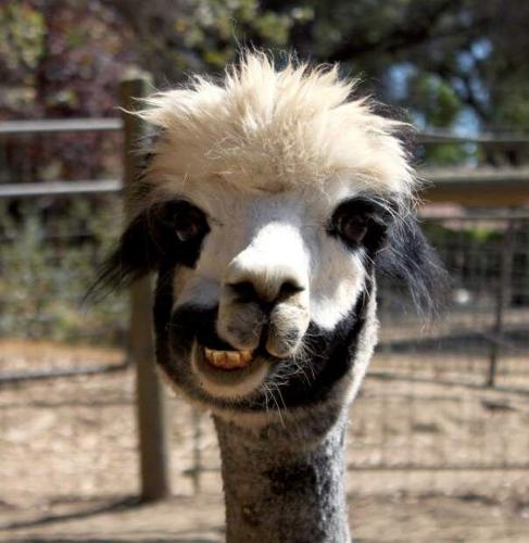 Heart & Soul Alpacas won't pull the wool over your eyes, Entertainment