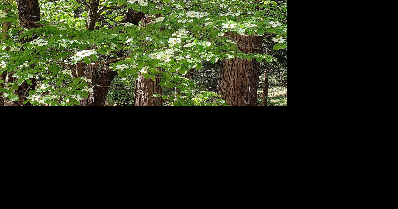 Doreen Fogle: Here’s a dogwood that doesn’t need water | Home & Garden ...