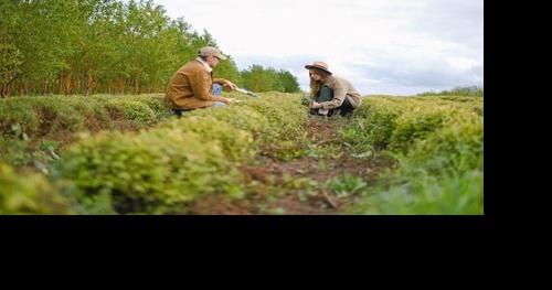 Navigating wholesale and institutional procurement in local agriculture - Vimarsana News