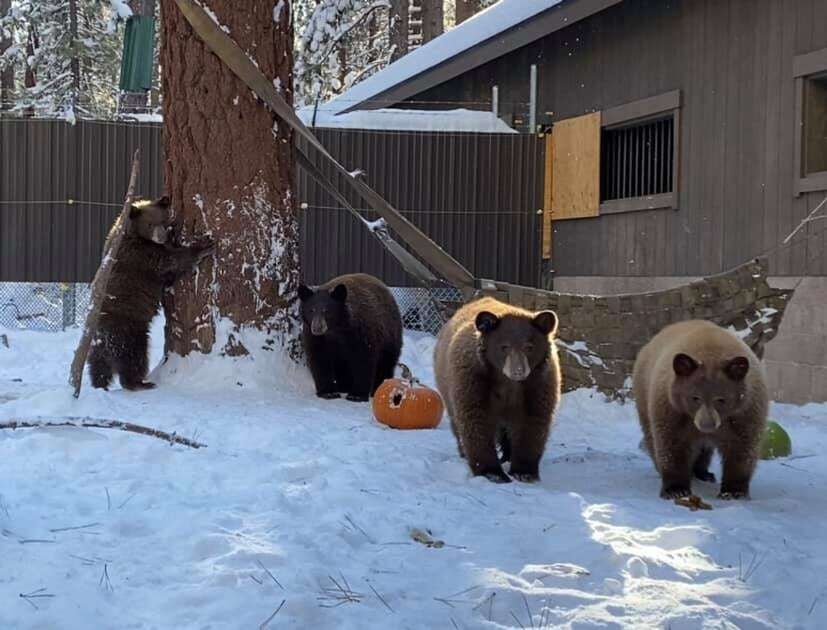 Snowing in Seattle: Seahawks, Bears appear headed for third-ever