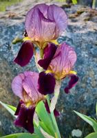 Nevada County Captures: Iris in bloom