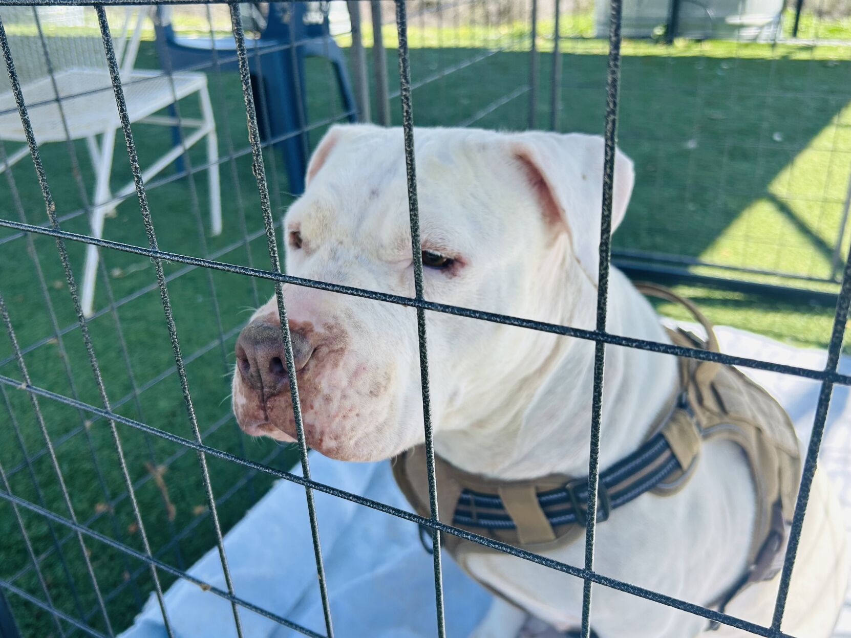 Jeep pitbull outlet kennels