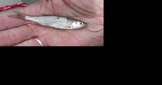 Denis Peirce: It's striper time! - Vimarsana News