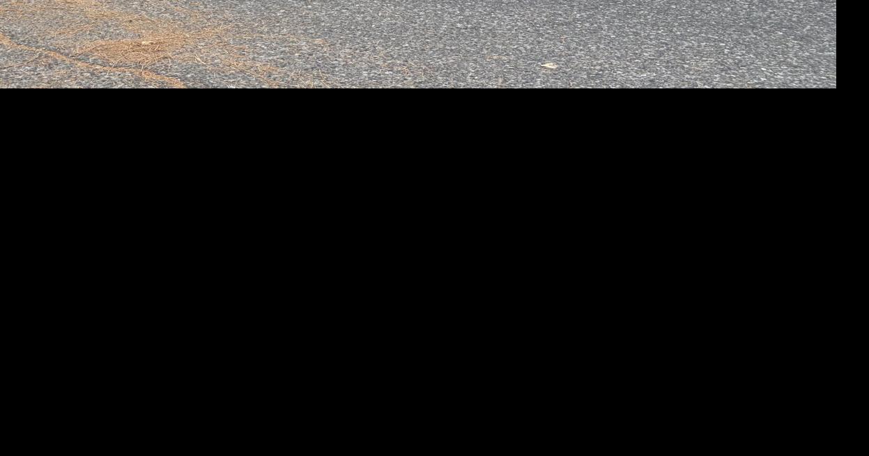 Nevada County Captures: 19 trash bins in front of my house | Multimedia ...