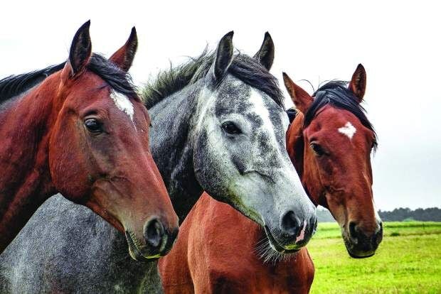 Wild horses, burros available for adoption at Napa Mustang Days