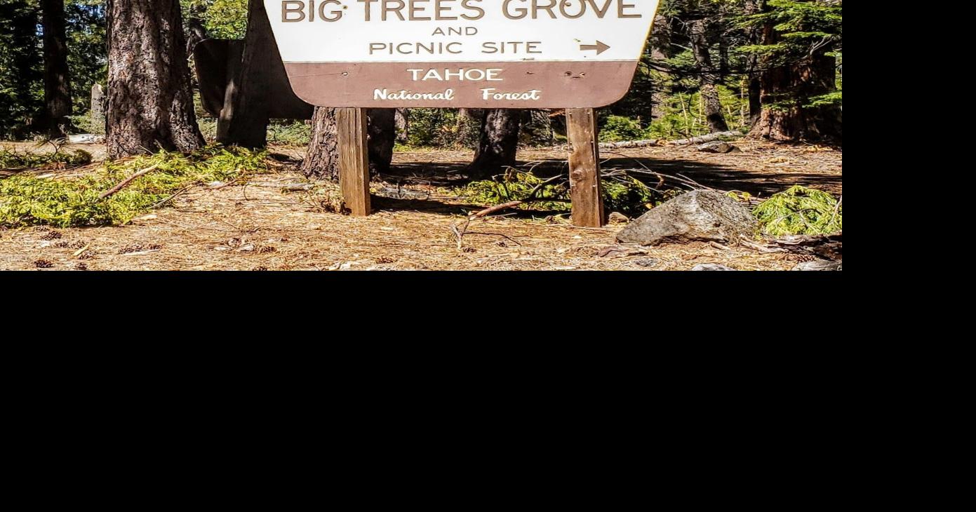 Day Hiker : Placer big trees