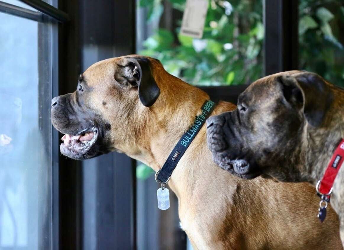 Union store valley bullmastiffs