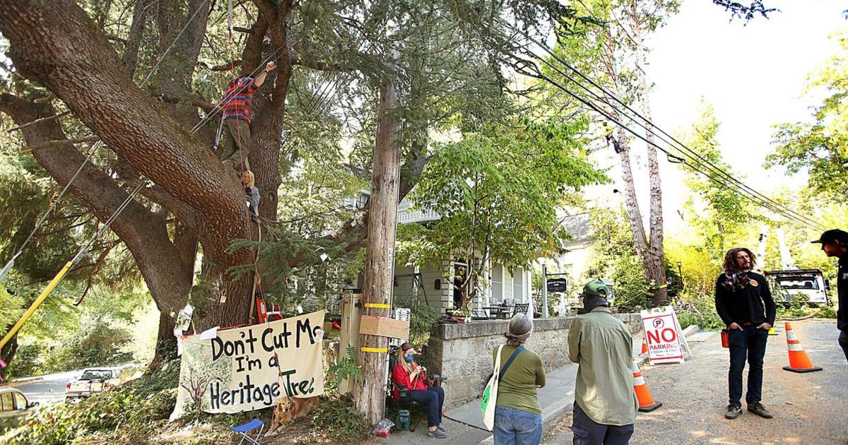 Nevada County Superior Court Judge Rules Tree Cutting Can Continue nevada-county-superior-court-judge-rules-tree-cutting-can-continue