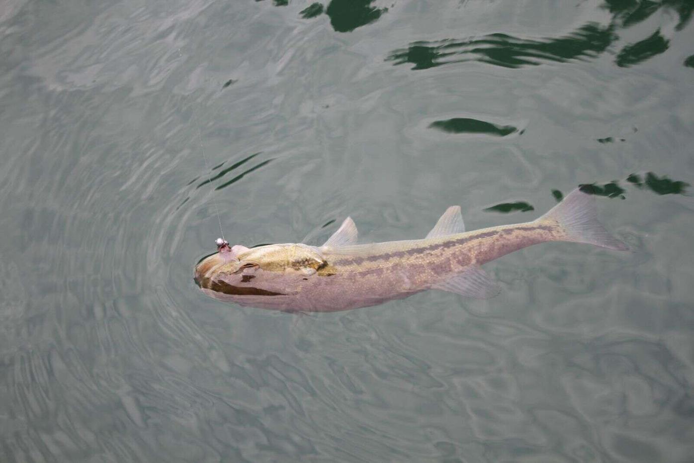 Denis Peirce: Winter bassing at Bullard's Bar