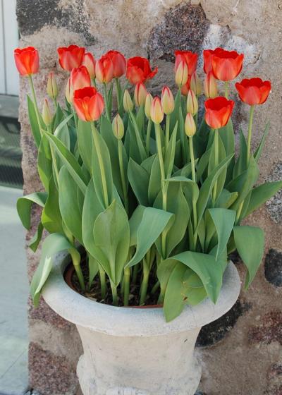 Melinda Myers: Forcing spring flowering bulbs into bloom