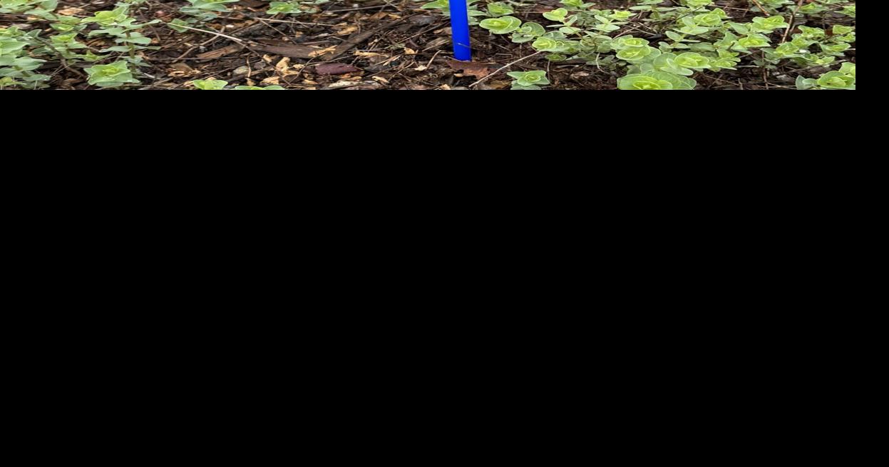 The wheels keep on spinning: Blue pinwheels placed around town in support of National Child Abuse & Neglect Prevention Month
