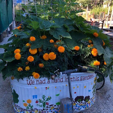 Ann Wright: Brighten the summer with container gardens - Vimarsana News