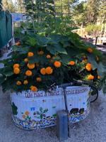 Ann Wright: Brighten the summer with container gardens