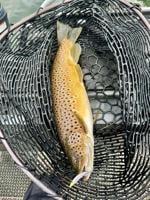 Denis Peirce: May fishing